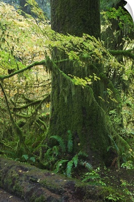 Moss draping tree branches in old-growth forest, Hoh Rain Forest, Olympic National Park, Washington