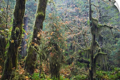 Moss draping trees in old-growth forest, Hoh Rain Forest, Olympic National Park, Washington