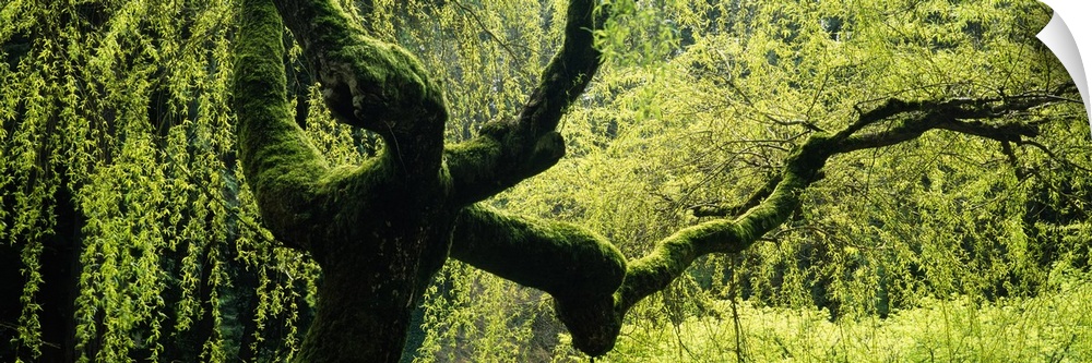 A wide angle view of a weeping willow tree that has moss growing on its trunk and long limbs.