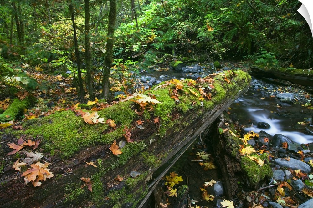 Big photo canvas of a log with moss over a stream.