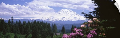 Mount Rainier & spring rhododendrons Graham WA