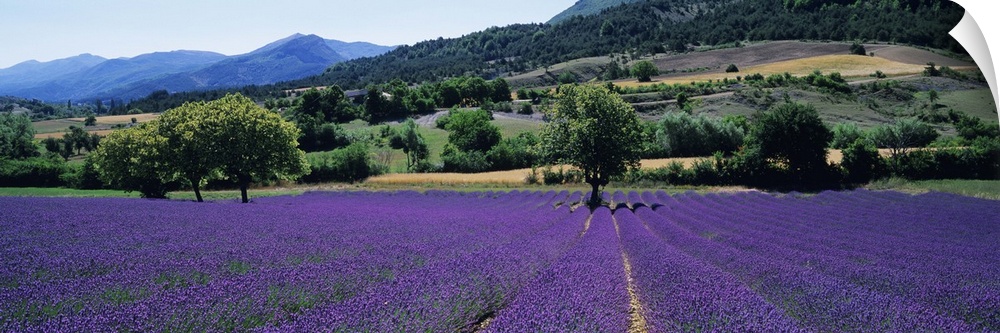 Mountain behind a lavender field, Provence, France