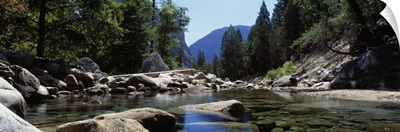 Mountain behind pine trees, Tenaya Creek, Yosemite National Park, California