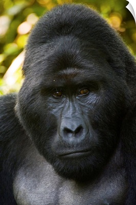 Mountain gorilla (Gorilla beringei beringei), Bwindi Impenetrable National Park, Uganda