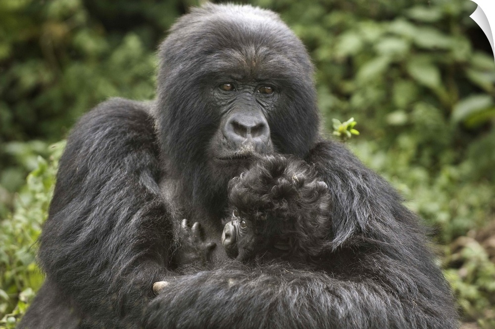 Mountain gorilla (Gorilla beringei beringei) with its young, Rwanda