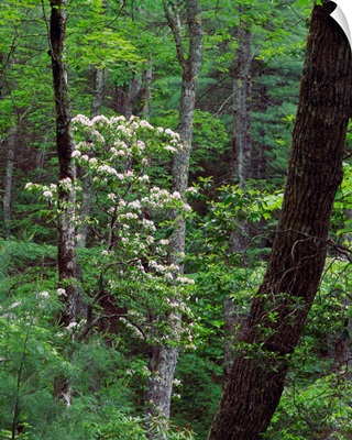 Mountain laurel blooming in forest, Great Smoky Mountains National Park, Tennessee.