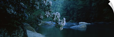 Mountain Laurels (Kalmia latifolia) at the riverside, Chattooga River, Georgia and South Carolina