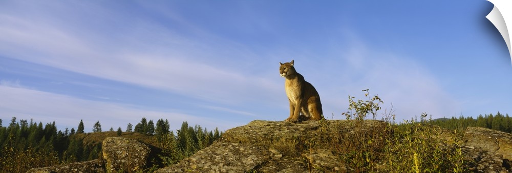Mountain Lion sitting on a rock, Montana, (Felis concolor)