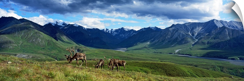 Panoramic picture taken of a mountain range off in the distance with vast fields in front of them and caribou feeding on t...