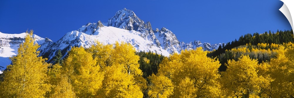 Oversized, landscape photograph of golden autumn trees in front of the snow covered mountains of Sneffels Range, on a back...