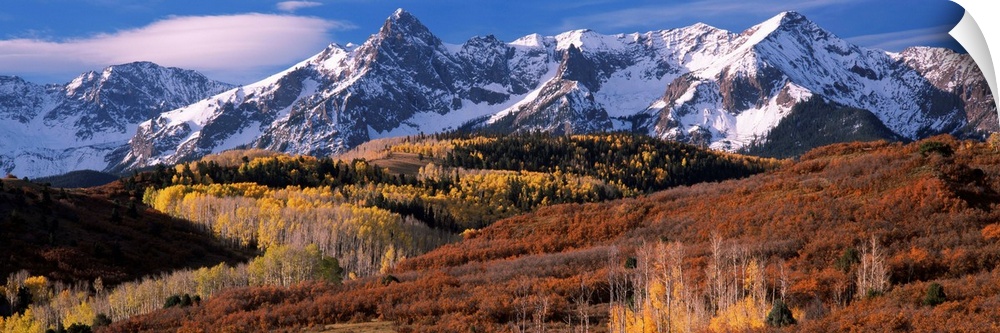 Giant landscape photograph of a golden brown Colorado valley in front of snow covered mountains under a blue sky.