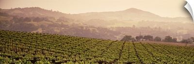 Mountains in front of vineyards, Asti, California