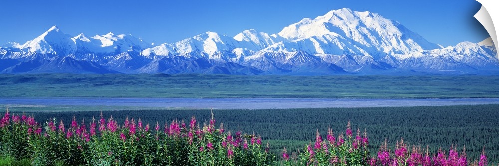 Panoramic image of a snow-covered mountain range beyond a dense evergreen forest and a row of lupine flowers in Alaska.