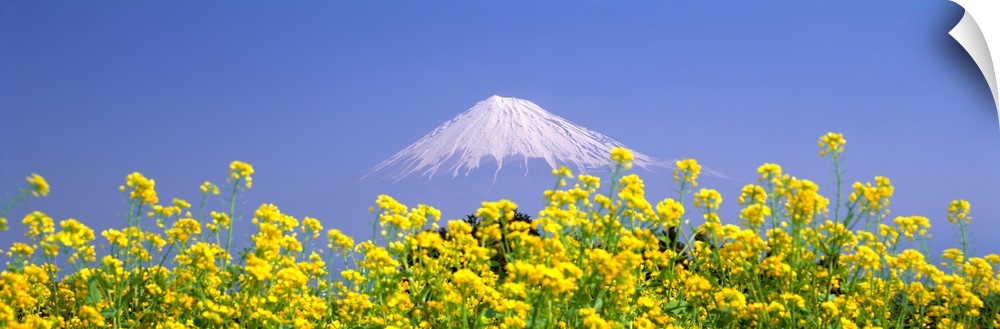 Mt Fuji Shizuoka Japan