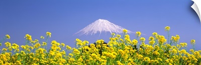 Mt Fuji Shizuoka Japan