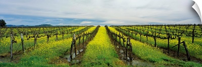 Mustard crop in a vineyard, Carneros District, Napa Valley, Napa County, California