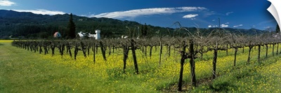 Mustard crop in a vineyard near St. Helena Napa Valley Napa County California