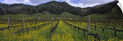 Mustard plants growing in a vineyard Napa Valley Napa County California