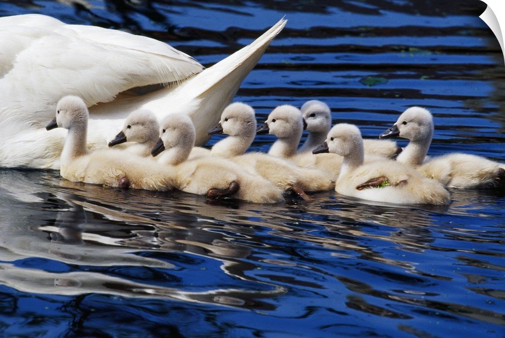 The back of a swan is photographed as its babies follow closely in the water.