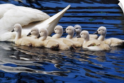 Mute swan with cygnets, close up, Michigan