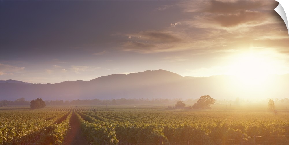 The sun rises over the valley filled with endless rows of grapes growing to be made into wine in this landscape photograph...