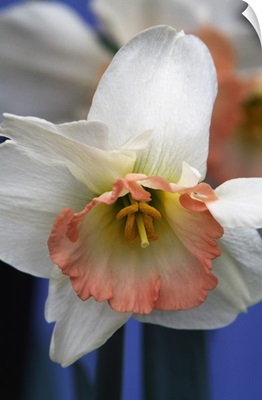 Narcissus or daffodil flower blooming, close up.