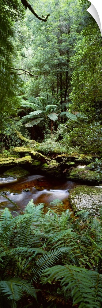 Nelson River Forest Reserve Queenstown Tasmania Australia