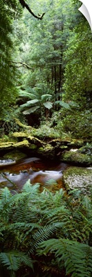 Nelson River Forest Reserve Queenstown Tasmania Australia