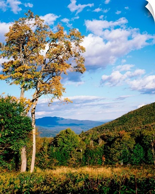 New Hampshire, White Mountain National Forest, Kancamagus Pass, Trees in front of mountains