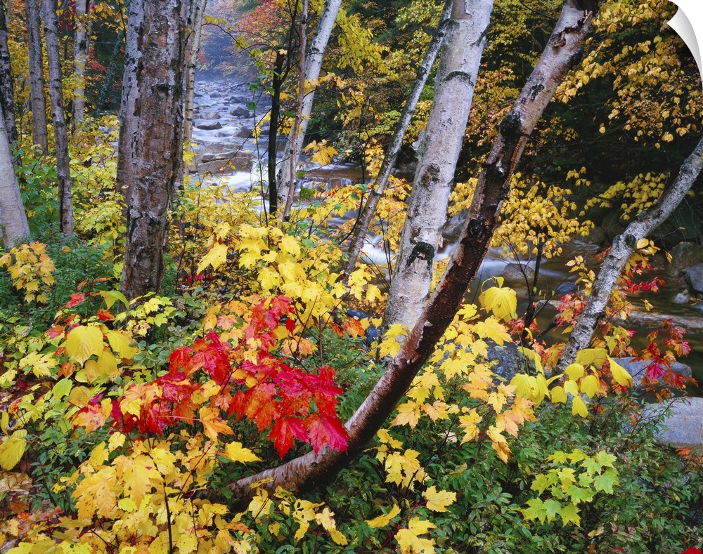 Large canvas photo art of a thin autumn colored forest with a rocky and fast moving river running through it.