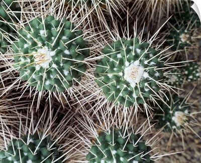 New York, Buffalo, Botanical Gardens, Close-up of a cactus plant