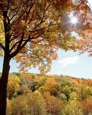 New York State, Allegheny State Park, Autumn in the forest