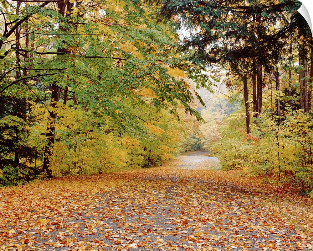 Photograph of fallen autumn leaves on a roadway surrounded by fall trees in Chestnut Ridge State Park in New York.