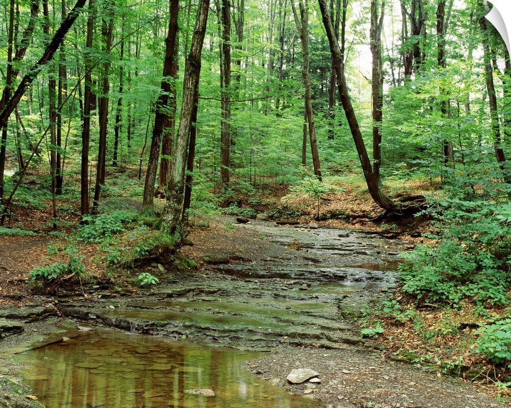 New York State, Erie County, Emery Park, Stream of water flowing through the forest