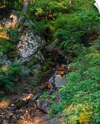 North Mountain stream, George Washington National Forest, Virginia