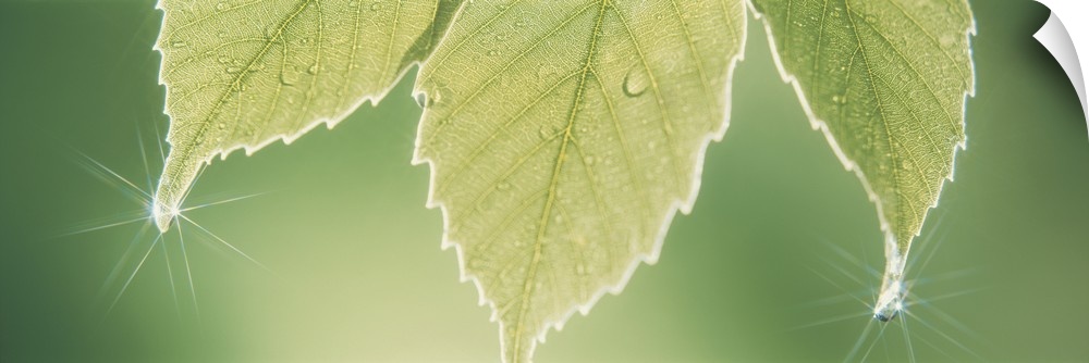 Panoramic nature image of three green leafs hanging down with water drops creating sun starbursts on the tips of the leaf.