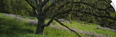 Oak Tree and Lupine Field Redwood National Park CA