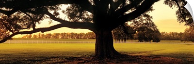 Oak Tree at Sunset Louisiana