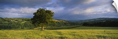 Oak tree in a field Southwood farm Exe Valley Bickleigh Mid Devon Devon England