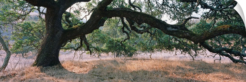 Large panoramic of a large Oak tree with heavy limbs reaching down to the brown field below.