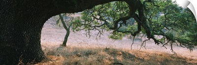 Oak tree on a field, Sonoma County, California