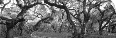 Oak Trees in a forest, Lake Kissimmee State Park, Florida