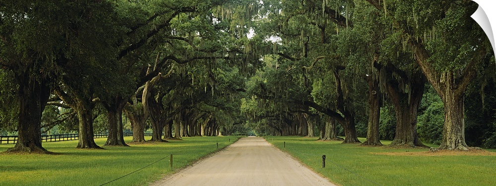 Panoramic image of an oak tree lined path that creates a canopy above the walkway.