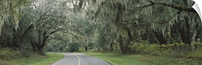 Oak trees on both sides of a road, Florida