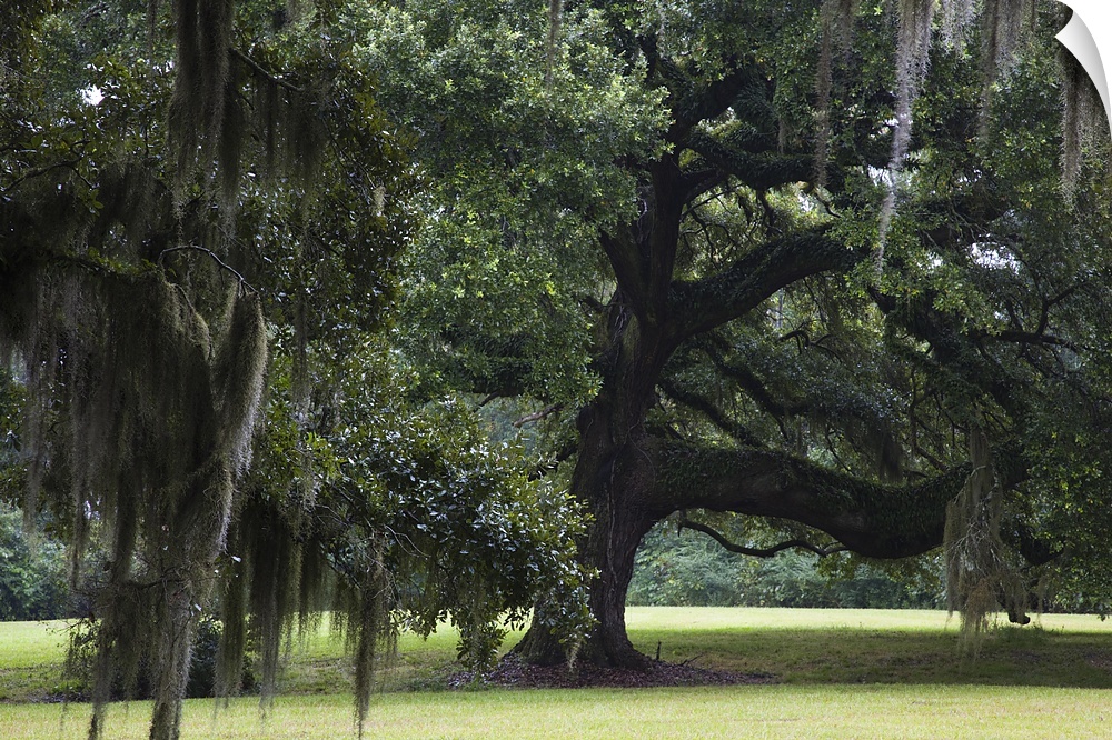 Oak trees on former plantation, St. Francisville, West Feliciana Parish, Louisiana