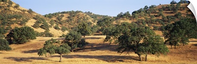 Oak trees on hill, Stanislaus County, California