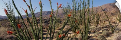 Ocotillo Anza Borrego Desert State Park CA
