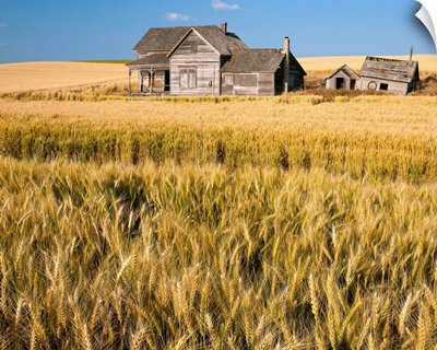 Old abandoned farmhouse in a wheat field, Palouse, Washington State
