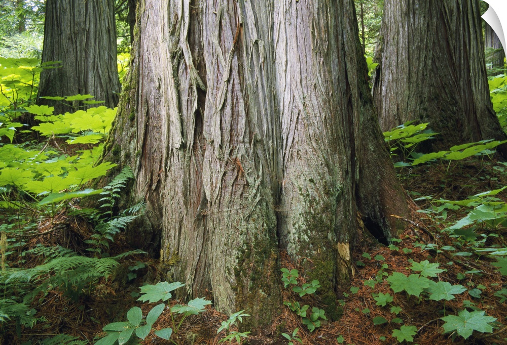 Old-Growth Forest