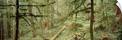 Old Growth Forest Drift Creek Wilderness OR